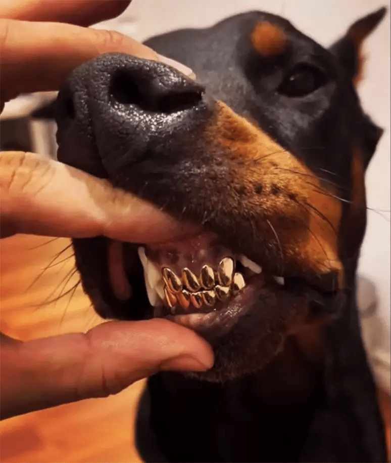 Cão com dentes de ouro: mais uma polêmica envolvendo Nego do Borel. (Foto: Reprodução/Instagram)